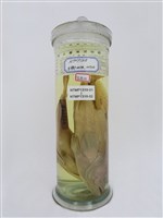 藏品(三斑石斑魚)的圖片